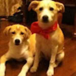 Meet your Posher, Diana